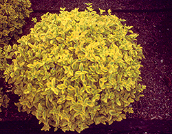 Sparkle 'n' Gold Wintercreeper (Euonymus fortunei 'Spargozam') at A Very Successful Garden Center