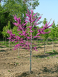 Luscious Lavender Redbud (Cercis canadensis 'Luclavzam') at Lakeshore Garden Centres