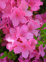 Mountain Dew Rhododendron (Rhododendron 'Mountain Dew') at A Very Successful Garden Center