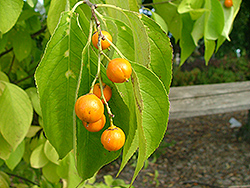 Sweet Tangerine American Bittersweet (Celastrus scandens 'Swtazam') at A Very Successful Garden Center