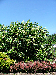 Cuyahoga Gray Dogwood (Cornus racemosa 'Cuyzam') at A Very Successful Garden Center