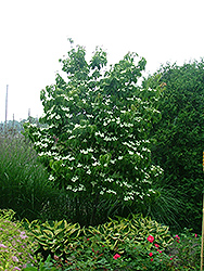 Galilean Chinese Dogwood (Cornus kousa 'Galzam') at A Very Successful Garden Center
