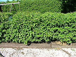 Huron Gray Dogwood (Cornus racemosa 'Hurzam') at A Very Successful Garden Center