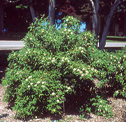 Mahoning Dogwood (Cornus racemosa 'Mahzam') at A Very Successful Garden Center