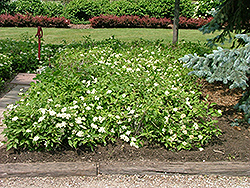 Muskingum Gray Dogwood (Cornus racemosa 'Muszam') at A Very Successful Garden Center