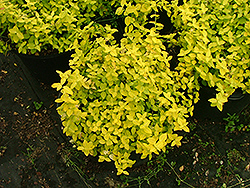 Noonday Sun Wintercreeper (Euonymus fortunei 'Nosuzam') at Lakeshore Garden Centres