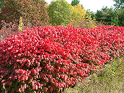 Pipsqueak Winged Burning Bush (Euonymus alatus 'Pipzam') at A Very Successful Garden Center
