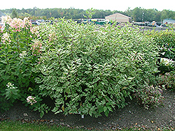 Strawberry Daiquiri Dogwood (Cornus alba 'Stdazam') at Stonegate Gardens