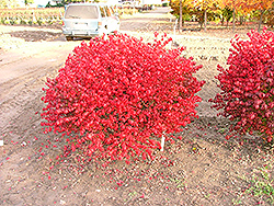 Velvet Blazer Burning Bush (Euonymus alatus 'Veblzam') at Lakeshore Garden Centres