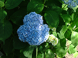 Big 'n' Blue Hydrangea (Hydrangea macrophylla 'Big 'n' Blue') at Lakeshore Garden Centres