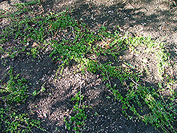 Run-A-Long Honeysuckle (Lonicera crassifolia 'Rualzam') at Stonegate Gardens