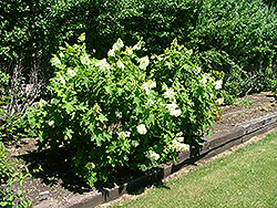 White Clouds Hydrangea (Hydrangea quercifolia 'White Clouds') at A Very Successful Garden Center