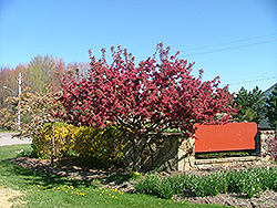 American Triumph Flowering Crab (Malus 'Amertrizam') at A Very Successful Garden Center