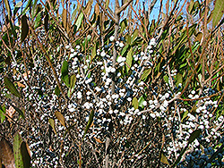 Bobbee Bayberry (Myrica pensylvanica 'Bobzam') at Lakeshore Garden Centres