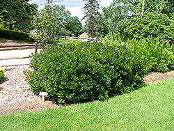 Bobbee Bayberry (Myrica pensylvanica 'Bobzam') at Lakeshore Garden Centres