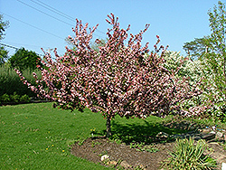 Canterbury Flowering Crab (Malus 'Canterzam') at A Very Successful Garden Center