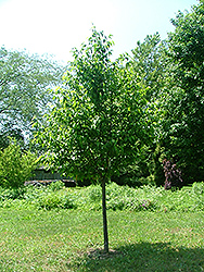 Friendship Hop Hornbeam (Ostrya virginiana 'Friendship') at A Very Successful Garden Center