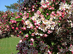Guinevere Flowering Crab (Malus 'Guinzam') at A Very Successful Garden Center