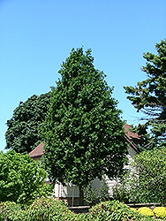 Ambassador Oak (Quercus 'Ambzam') at Lakeshore Garden Centres