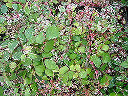 Calico Cat Boston Ivy (Parthenocissus tricuspidata 'Calcazam') at A Very Successful Garden Center