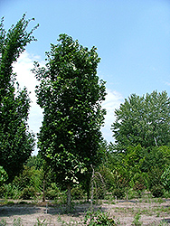 Congressional Oak (Quercus 'Congzam') at A Very Successful Garden Center
