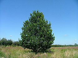 Diplomat Oak (Quercus 'Dipzam') at A Very Successful Garden Center