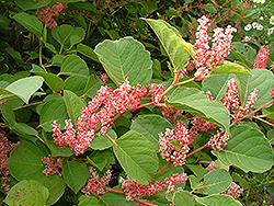 Glo-worm Japanese Knotweed (Polygonum reynoutria 'Glozam') at A Very Successful Garden Center