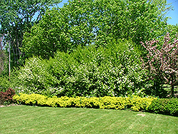 Guardian Blackhaw Viburnum (Viburnum prunifolium 'Guazam') at A Very Successful Garden Center