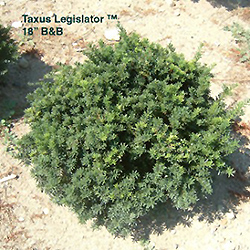 Legislator Yew (Taxus x media 'Legzam') at A Very Successful Garden Center