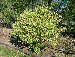 Lemon Ice Weigela (Weigela florida 'Lemiczam') at A Very Successful Garden Center