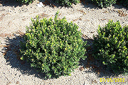 North Coast Yew (Taxus x media 'North Coast') at Lakeshore Garden Centres