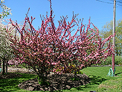 Camelot Flowering Crab (Malus 'Camelot') at A Very Successful Garden Center