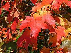 Highland Park Bigtooth Maple (Acer grandidentatum 'Hipazam') at A Very Successful Garden Center