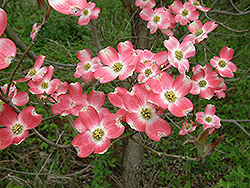 Firebird Flowering Dogwood (Cornus florida 'Fircomz') at A Very Successful Garden Center
