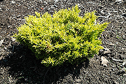 Golden Future Juniper (Juniperus horizontalis 'Golfuz') at A Very Successful Garden Center