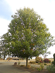 Pacific Brilliance Pin Oak (Quercus palustris 'PWJR08') at A Very Successful Garden Center