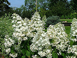 Passionate Hydrangea (Hydrangea paniculata 'Paszam') at A Very Successful Garden Center