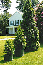 Virginian Arborvitae (Thuja 'Virginian') at A Very Successful Garden Center