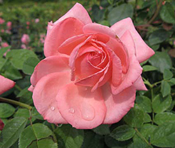 Canada Blooms Rose (Rosa 'Canada Blooms') at Lakeshore Garden Centres