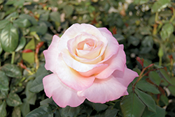 Crescendo Rose (Rosa 'Jacgemze') at A Very Successful Garden Center
