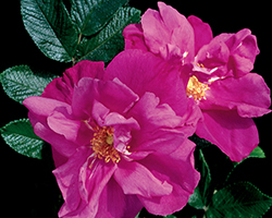 Moje Hammarberg Rose (Rosa rugosa 'Moje Hammarberg') at Lakeshore Garden Centres