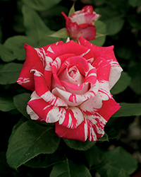 Neil Diamond Rose (Rosa 'WEKdereroro') at A Very Successful Garden Center