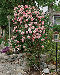 Pearly Gates Rose (Rosa 'WEKmeyer') at A Very Successful Garden Center