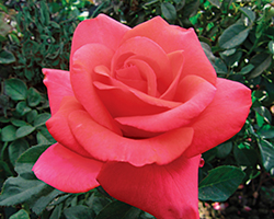 We Salute You Rose (Rosa 'WEKvoosun') at A Very Successful Garden Center