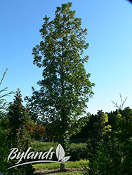 Top Gun Bur Oak (Quercus macrocarpa 'Top Gun') at A Very Successful Garden Center