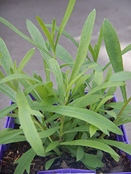 Russian Tarragon (Artemisia dracunculoides) at A Very Successful Garden Center