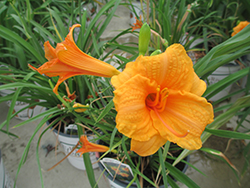 Endlesslily Orange Daylily (Hemerocallis 'DHEMORANGE') at A Very Successful Garden Center