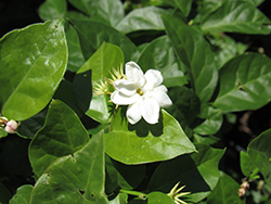 Arabian Jasmine (Jasminum sambac) at Lakeshore Garden Centres