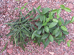 Jade Wax Plant (Hoya carnosa 'Jade') at A Very Successful Garden Center