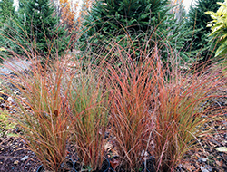 Scout Maiden Grass (Miscanthus sinensis 'M77') at A Very Successful Garden Center
